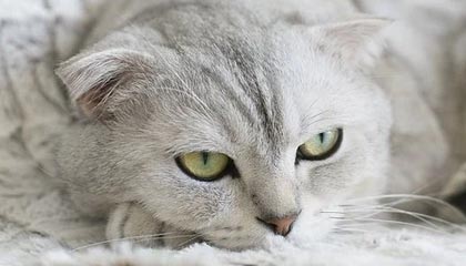 Jiuyou-VALORANT 战队新人表现超预期，valorant比赛规则